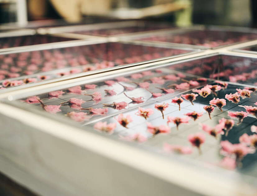 山桜ようかんに入る桜花